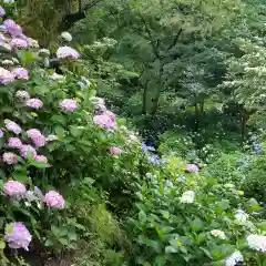 矢田寺の自然