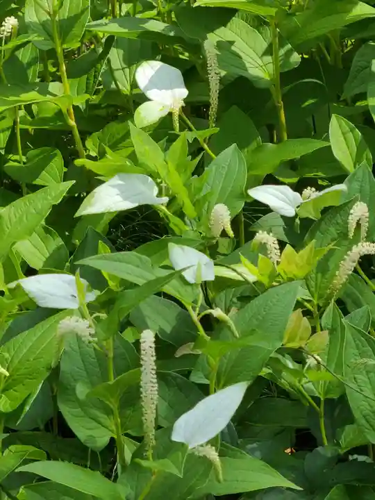 牛嶋天満宮の自然