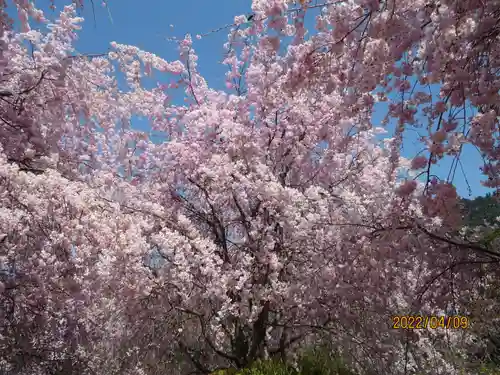  久延彦神社の自然