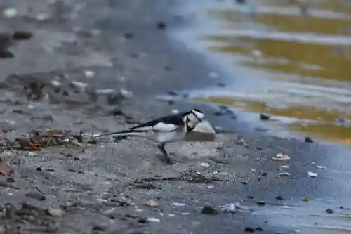諸口神社の動物