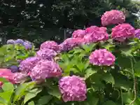 白山神社(東京都)
