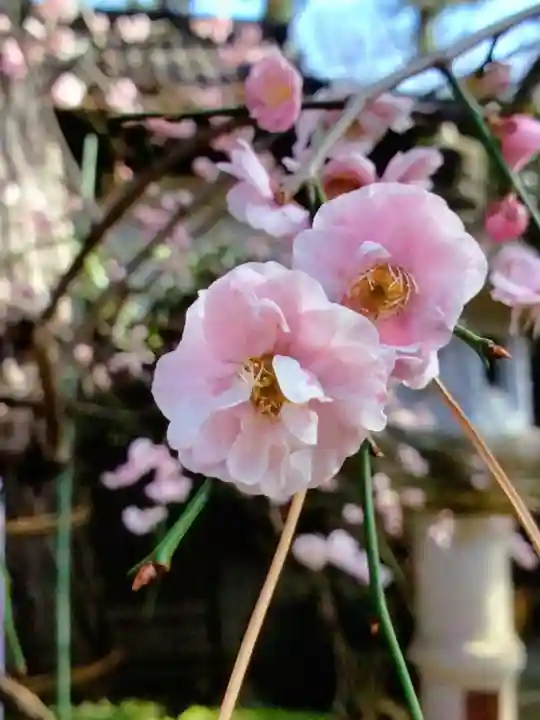 玄国寺(東京都)