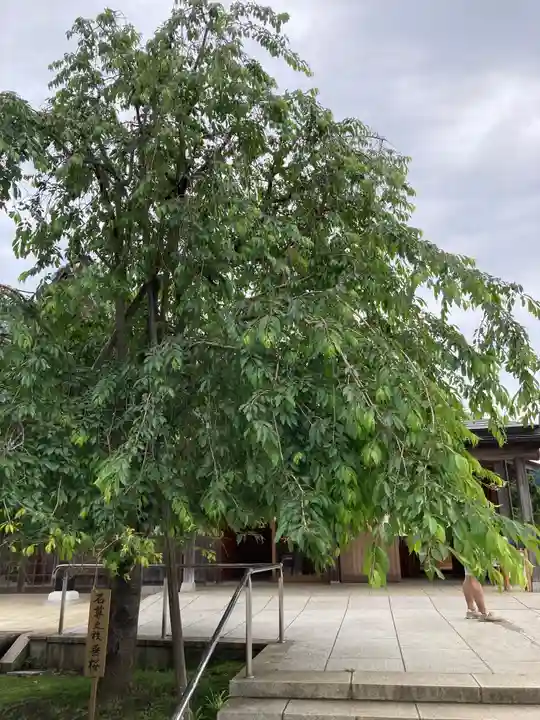 大山阿夫利神社の自然