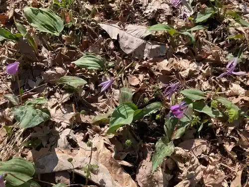 大國神社の自然