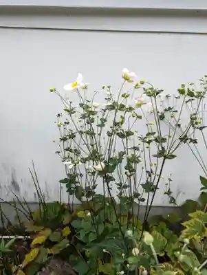 善願寺(京都府)