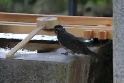 神炊館神社 ⁂奥州須賀川総鎮守⁂の手水舎
