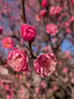 成願寺(東京都)