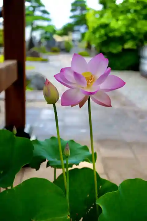 法源寺(山梨県)