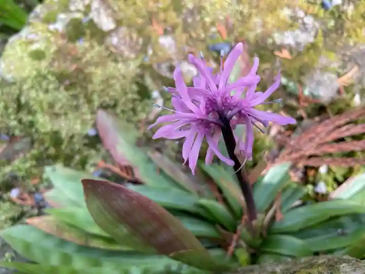 三千院門跡の自然