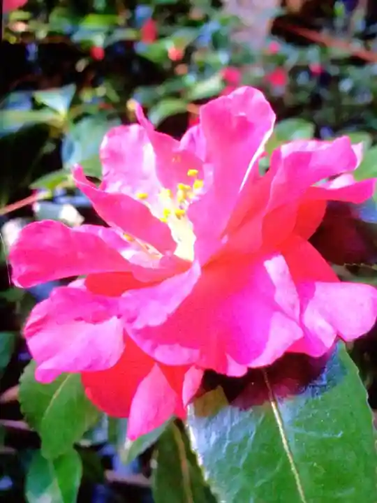 赤坂氷川神社(東京都)