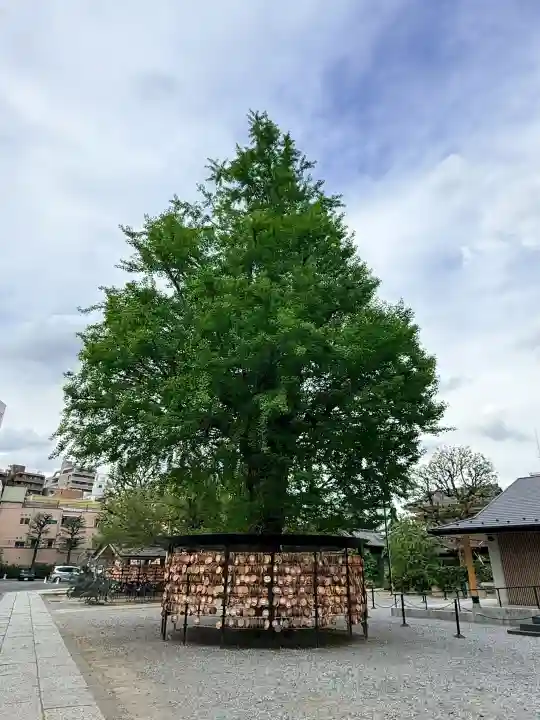 今戸神社の{uncategorized: "未分類", other: "その他", undefined: "問題あり", building: "その他建物", grave: "お墓", sacred_gate: "鳥居", guardian: "狛犬", statue: "像", buddha: "仏像", history: "歴史", nature: "自然", garden: "庭園", animal: "動物", pagoda: "塔", temizu: "手水舎", mountain_gate: "山門・神門", sanctuary: "本殿・本堂", subordinate: "末社・摂社", art: "芸術", scenery: "景色", jizo: "地蔵", ema: "絵馬", goshuin: "御朱印", omikuji: "おみくじ", items: "授与品その他", amulet: "お守り", goshuincho: "御朱印帳", eats: "食事", festival: "お祭り", votive_dance: "神楽", shichigosan: "七五三参", wedding: "結婚式", experience: "体験その他", initially: "初詣", around: "周辺", anti_infection: "感染症対策"}