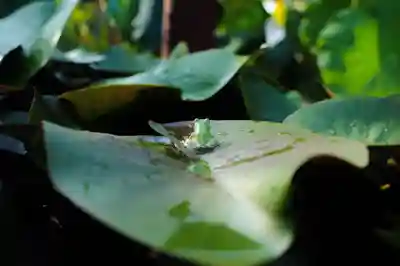 浄土寺(兵庫県)