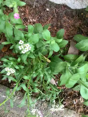 玉野御嶽神社の自然