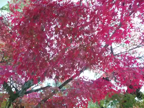 厳島神社(広島県)