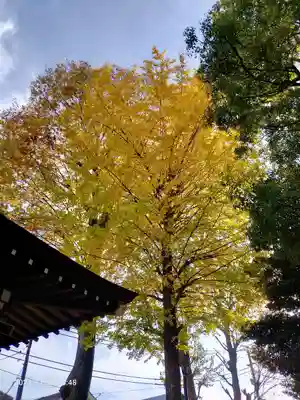 中目黒八幡神社の自然