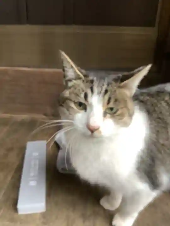 玉野御嶽神社の動物