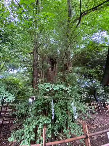 大國魂神社の自然