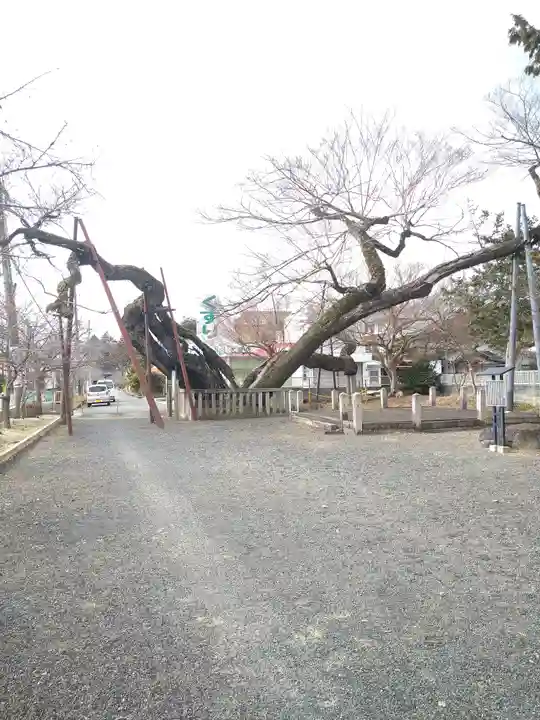 高野神社の自然