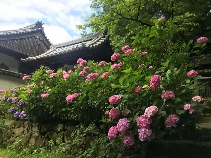 長谷寺の自然