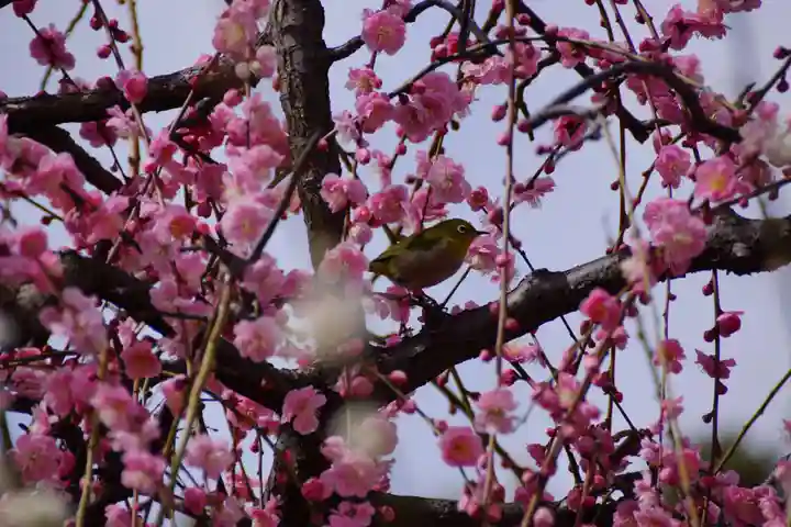 綱敷天満宮の自然