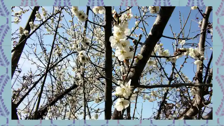 小藤神社(栃木県)