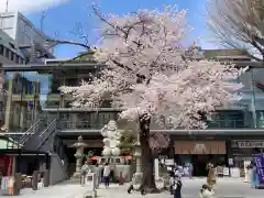 神田神社（神田明神）の自然