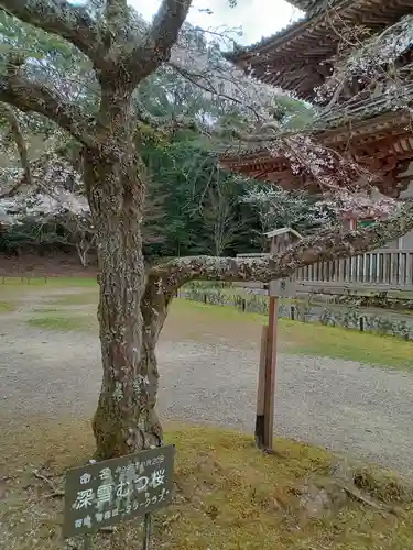 醍醐寺(京都府)