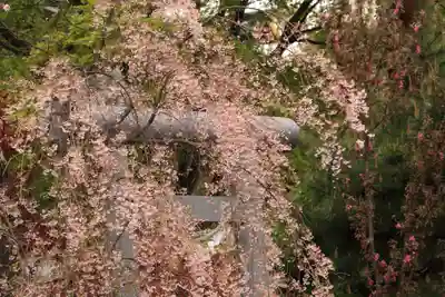 開成山大神宮の鳥居