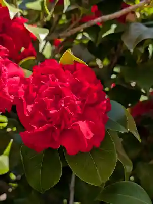 日蓮宗　浄運寺の{uncategorized: "未分類", other: "その他", undefined: "問題あり", building: "その他建物", grave: "お墓", sacred_gate: "鳥居", guardian: "狛犬", statue: "像", buddha: "仏像", history: "歴史", nature: "自然", garden: "庭園", animal: "動物", pagoda: "塔", temizu: "手水舎", mountain_gate: "山門・神門", sanctuary: "本殿・本堂", subordinate: "末社・摂社", art: "芸術", scenery: "景色", jizo: "地蔵", ema: "絵馬", goshuin: "御朱印", omikuji: "おみくじ", items: "授与品その他", amulet: "お守り", goshuincho: "御朱印帳", eats: "食事", festival: "お祭り", votive_dance: "神楽", shichigosan: "七五三参", wedding: "結婚式", experience: "体験その他", initially: "初詣", around: "周辺", anti_infection: "感染症対策"}