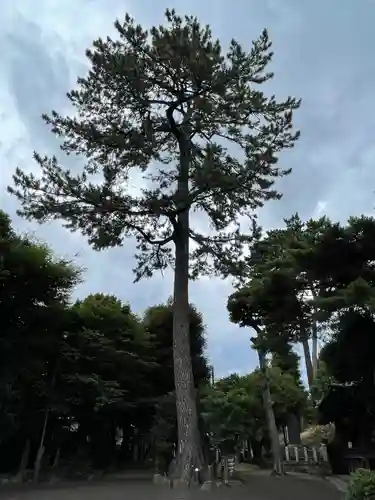 駒留八幡神社の自然