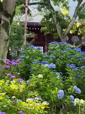 本土寺(千葉県)