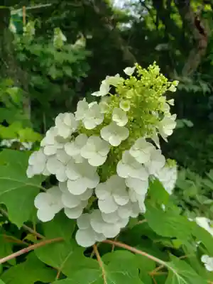 阿佐ヶ谷神明宮(東京都)
