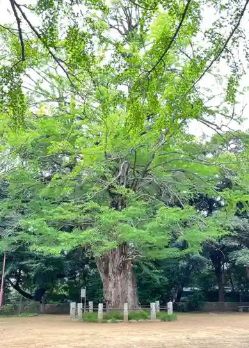 赤坂氷川神社の自然