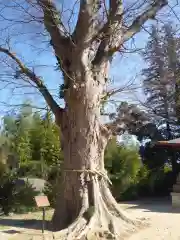 素鵞神社の自然