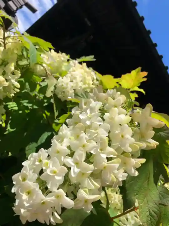 高幡不動尊 金剛寺の自然