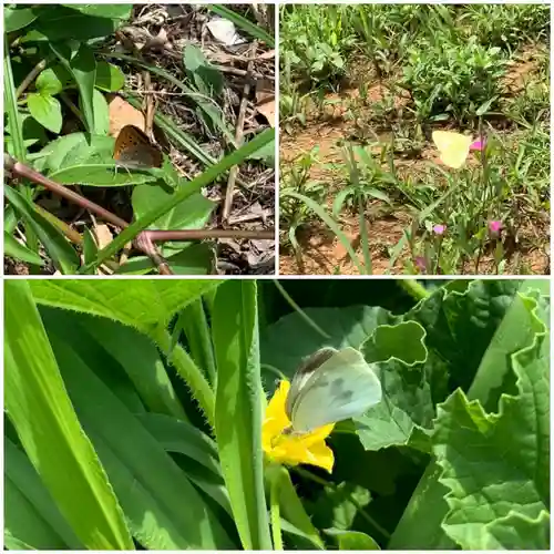 比々多神社の自然