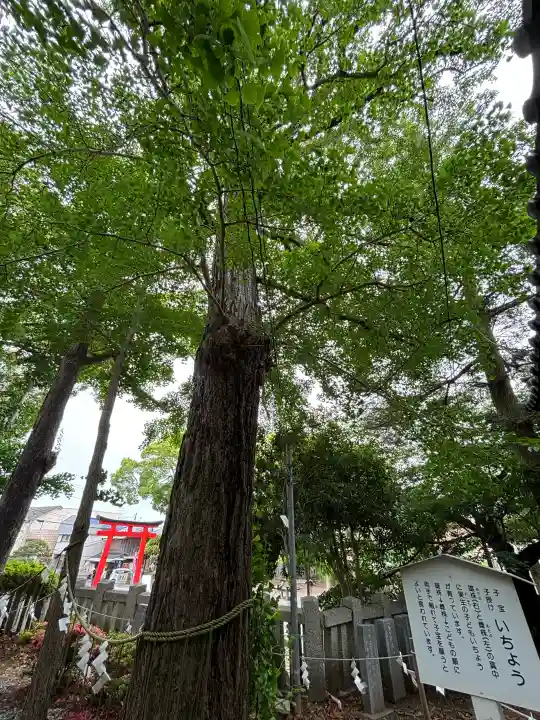玉前神社の{uncategorized: "未分類", other: "その他", undefined: "問題あり", building: "その他建物", grave: "お墓", sacred_gate: "鳥居", guardian: "狛犬", statue: "像", buddha: "仏像", history: "歴史", nature: "自然", garden: "庭園", animal: "動物", pagoda: "塔", temizu: "手水舎", mountain_gate: "山門・神門", sanctuary: "本殿・本堂", subordinate: "末社・摂社", art: "芸術", scenery: "景色", jizo: "地蔵", ema: "絵馬", goshuin: "御朱印", omikuji: "おみくじ", items: "授与品その他", amulet: "お守り", goshuincho: "御朱印帳", eats: "食事", festival: "お祭り", votive_dance: "神楽", shichigosan: "七五三参", wedding: "結婚式", experience: "体験その他", initially: "初詣", around: "周辺", anti_infection: "感染症対策"}