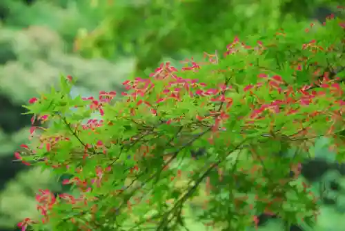 大寧寺(山口県)