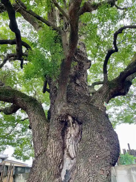 感應寺(東京都)
