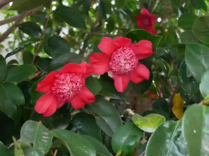 五大堂同聚院の自然