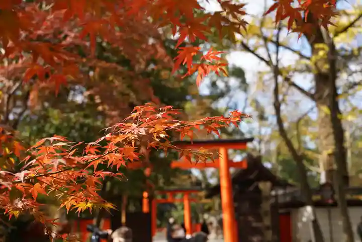 河合神社(鴨川合坐小社宅神社)の自然