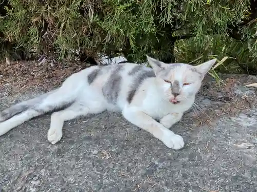 一心寺・一心禅寺の動物