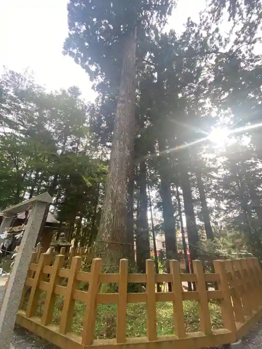 須山浅間神社の自然