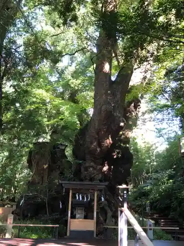 來宮神社(静岡県)