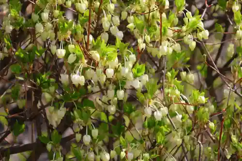 大鏑神社の庭園
