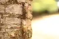 三津厳島神社の動物