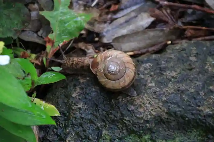 豊景神社の動物