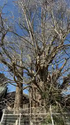 乳保神社(徳島県)