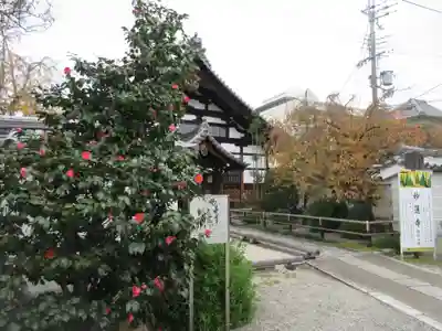 妙蓮寺の本殿・本堂