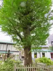 成子天神社の自然